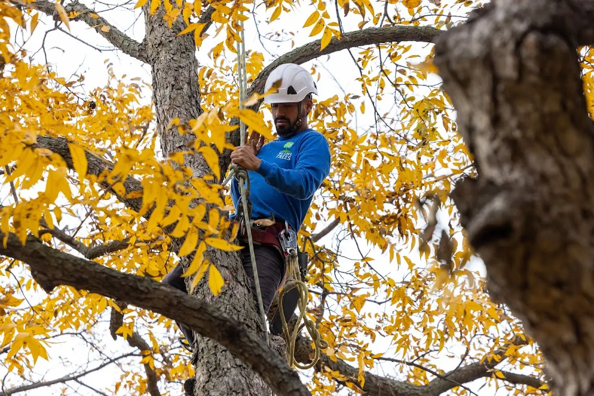 Skilled Emergency Tree Service crew working in Haigler